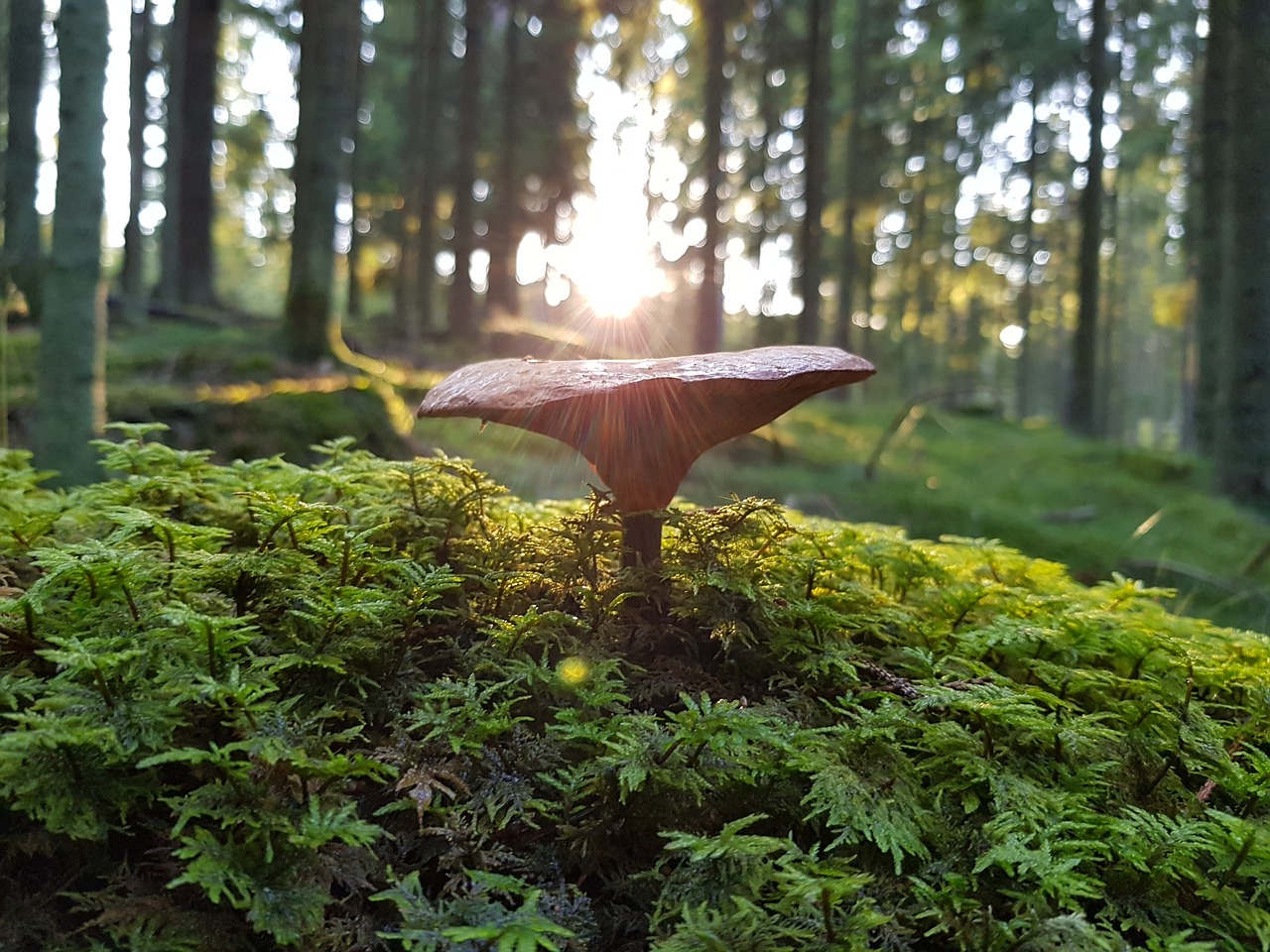 Image - mushroom forest nature fungi green
