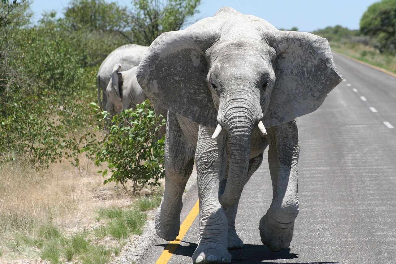 Image - africa namibia etosha elephant