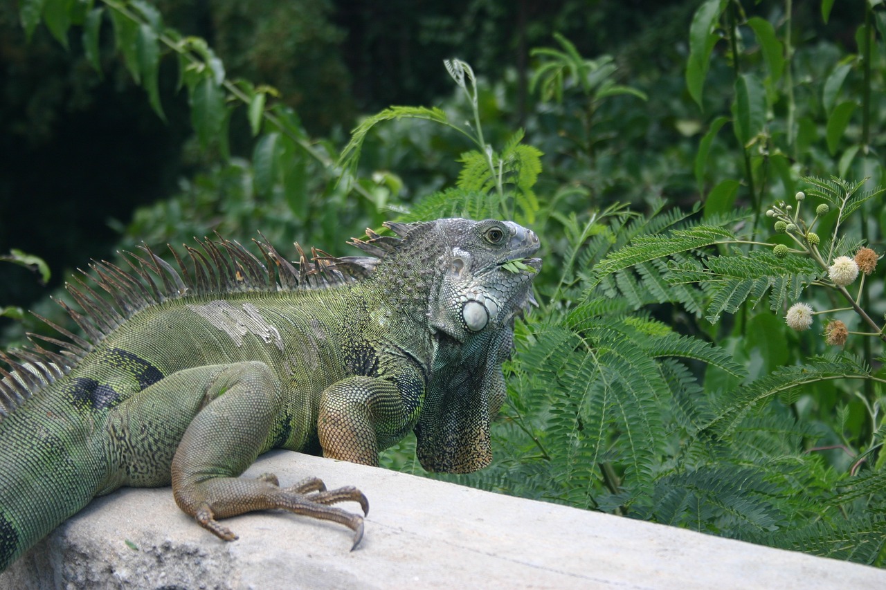 Image - iguana lizard vieques caribbean