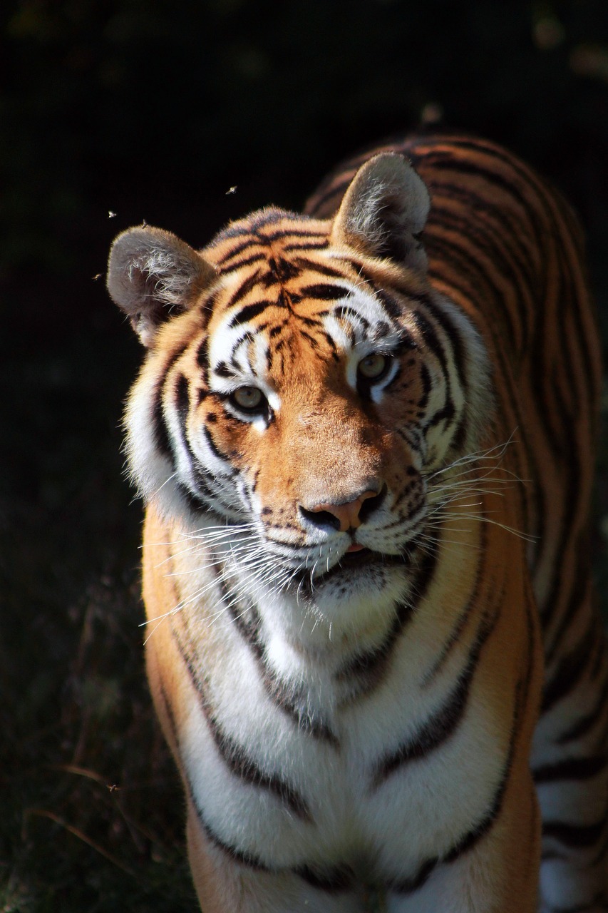 Image - tiger feline cat st félicien zoo