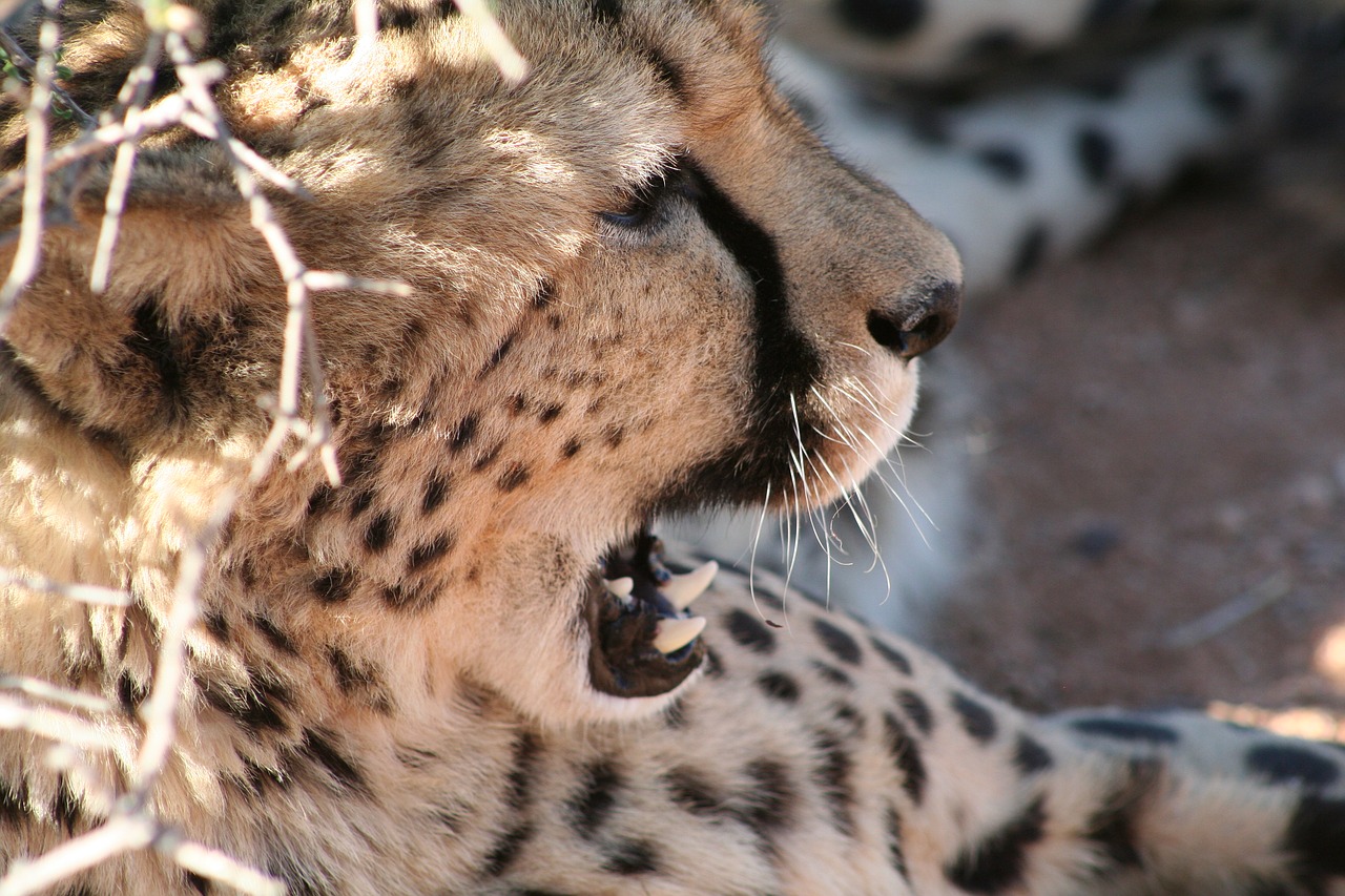 Image - cheetah namibis desert cat wildcat