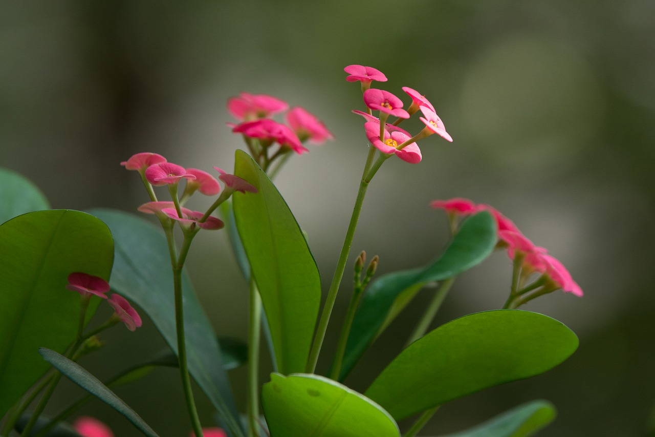 Image - flower kvetinka pink green plant