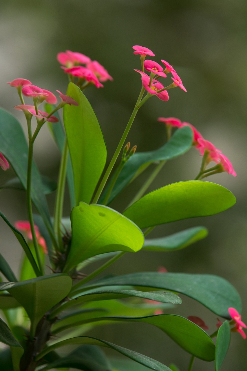 Image - flower kvetinka pink green plant