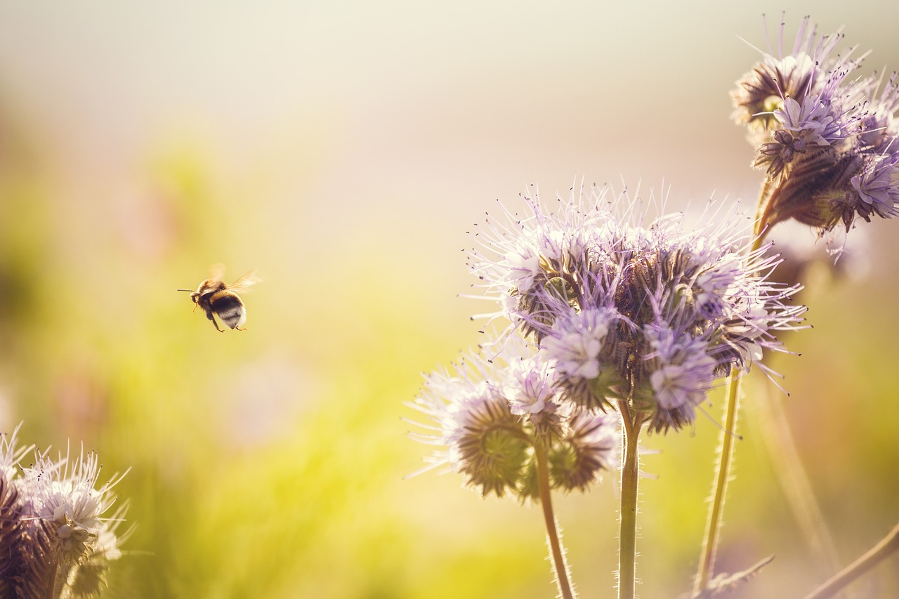 Image - hummel meadow flower lavender