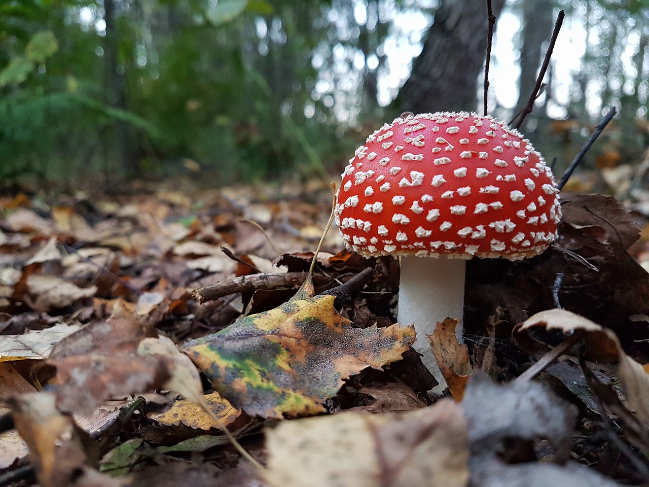 Image - autumn background branch cap