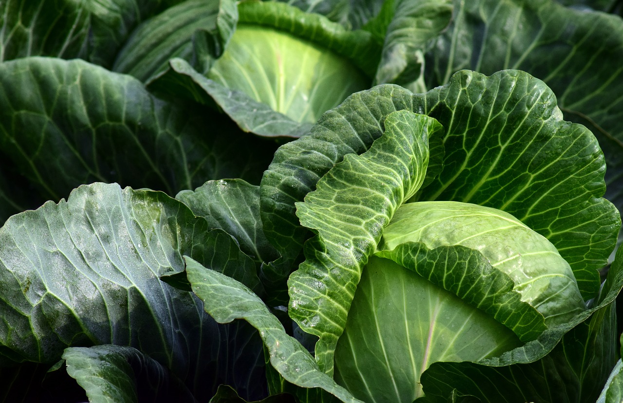 Image - white cabbage herb food kohl