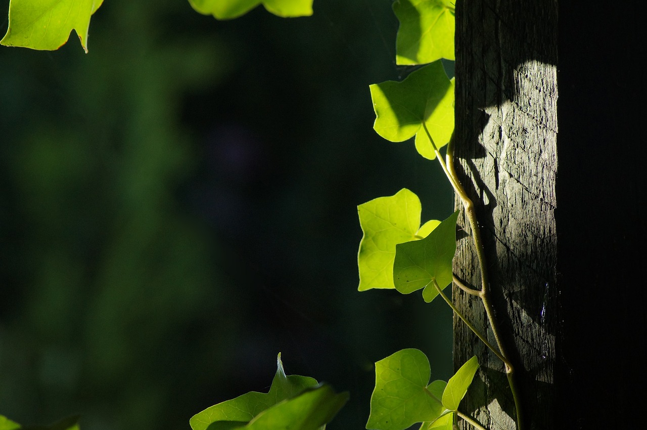 Image - leaf green background ranke