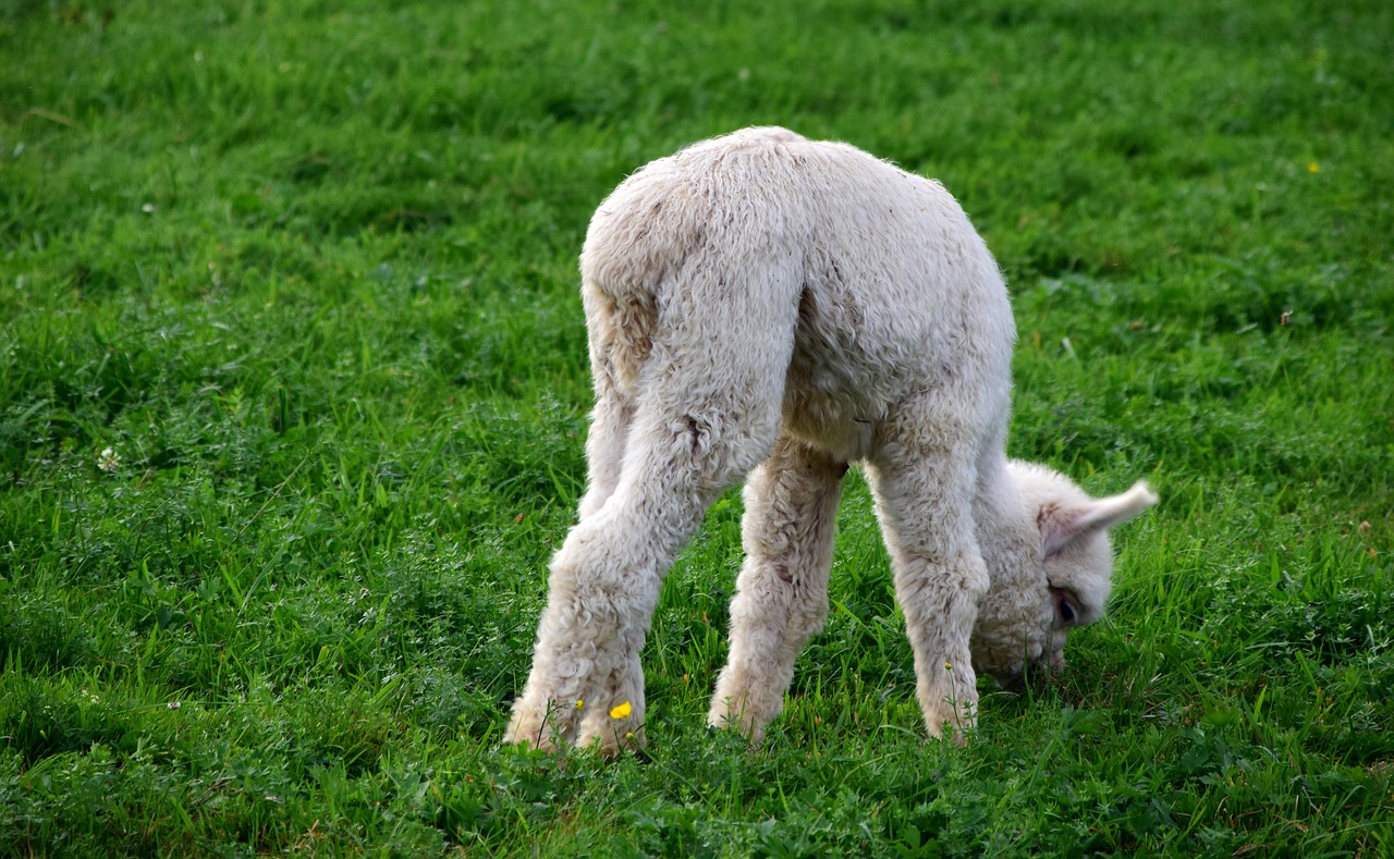 Image - alpaca baby animal young small eat