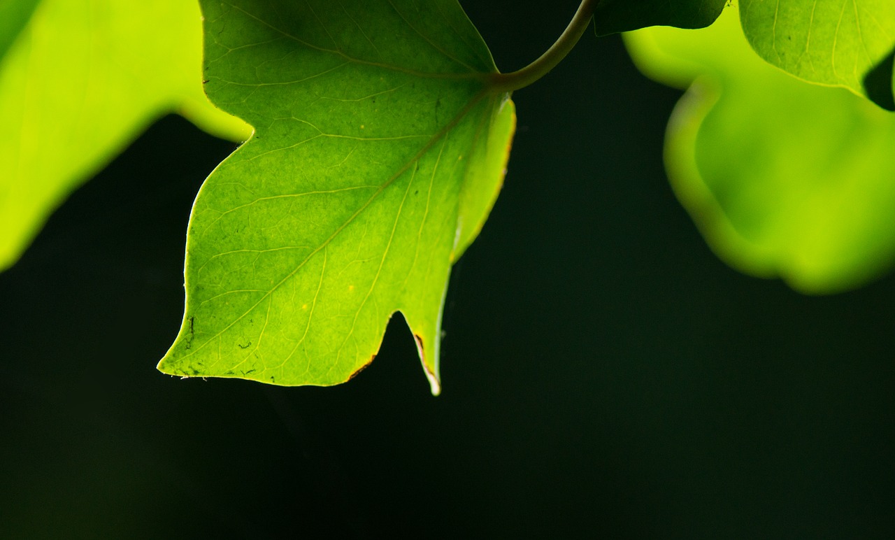 Image - leaf green background ranke