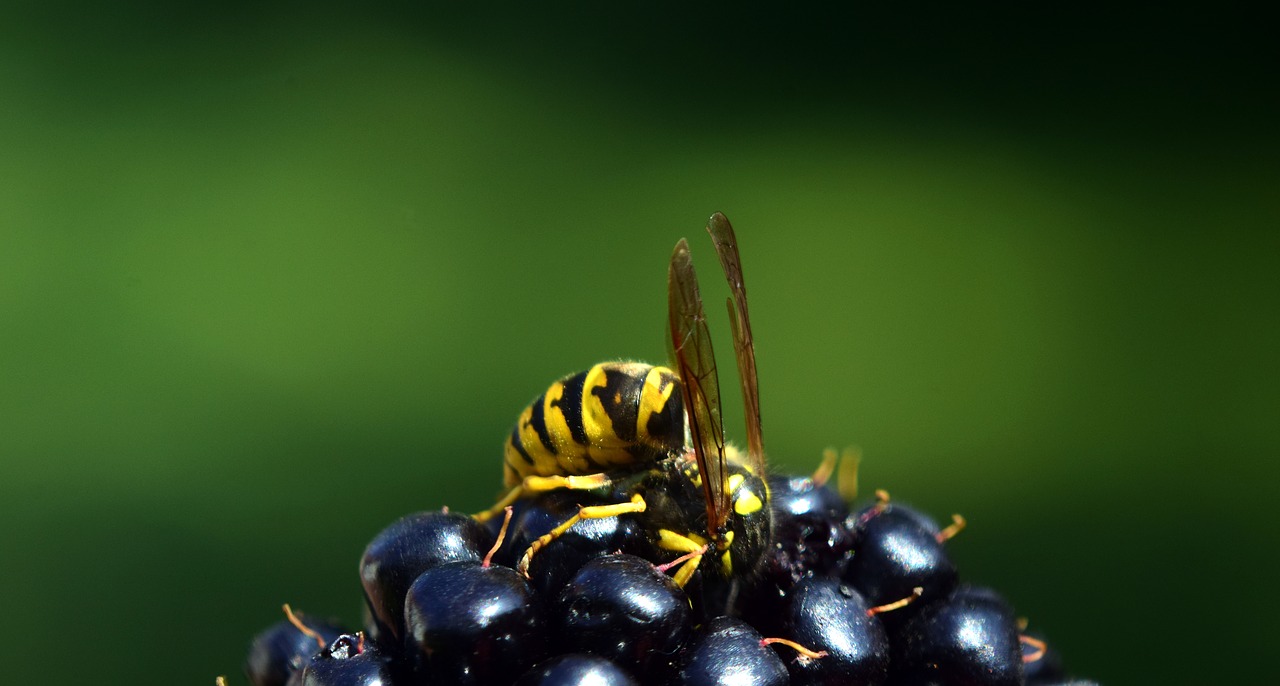Image - wasp blackberry nature fruit berry
