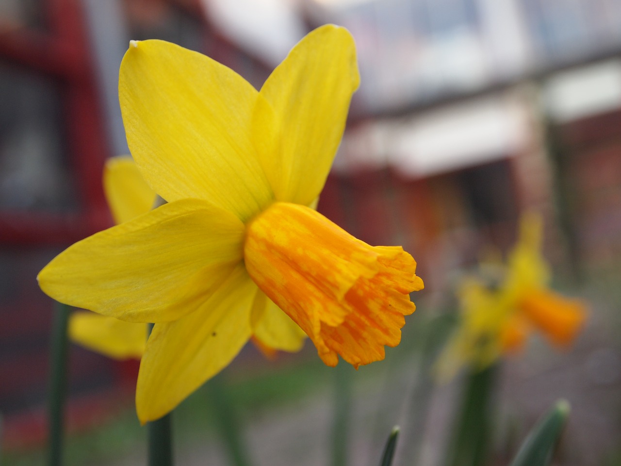 Image - flower yellow orange backyard yard