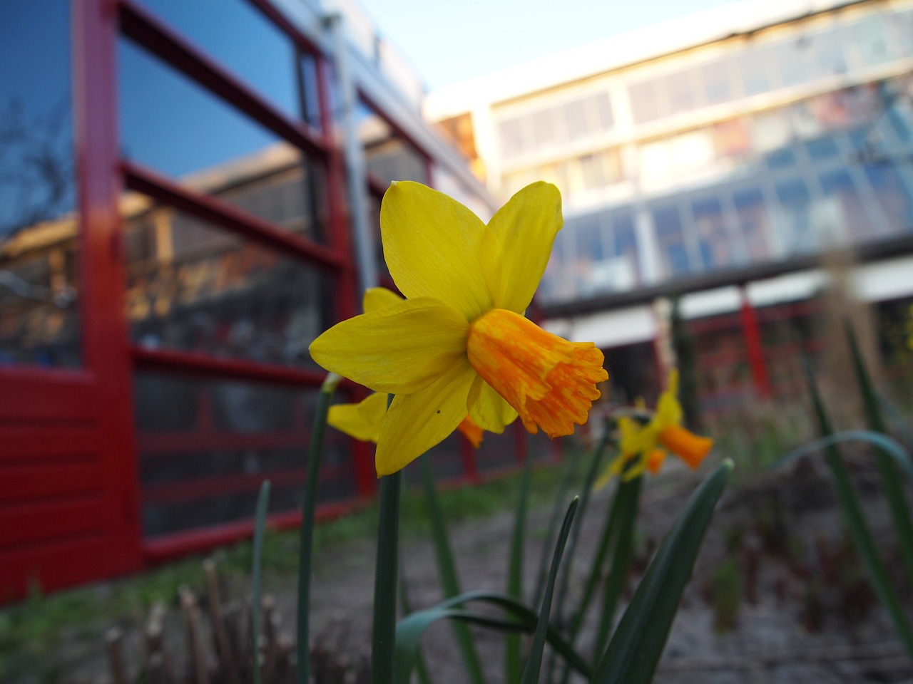 Image - flowers yellow orange outside