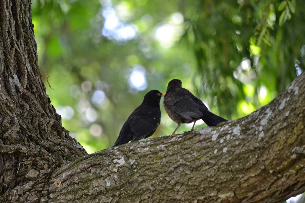 Image - love birds two birds together love
