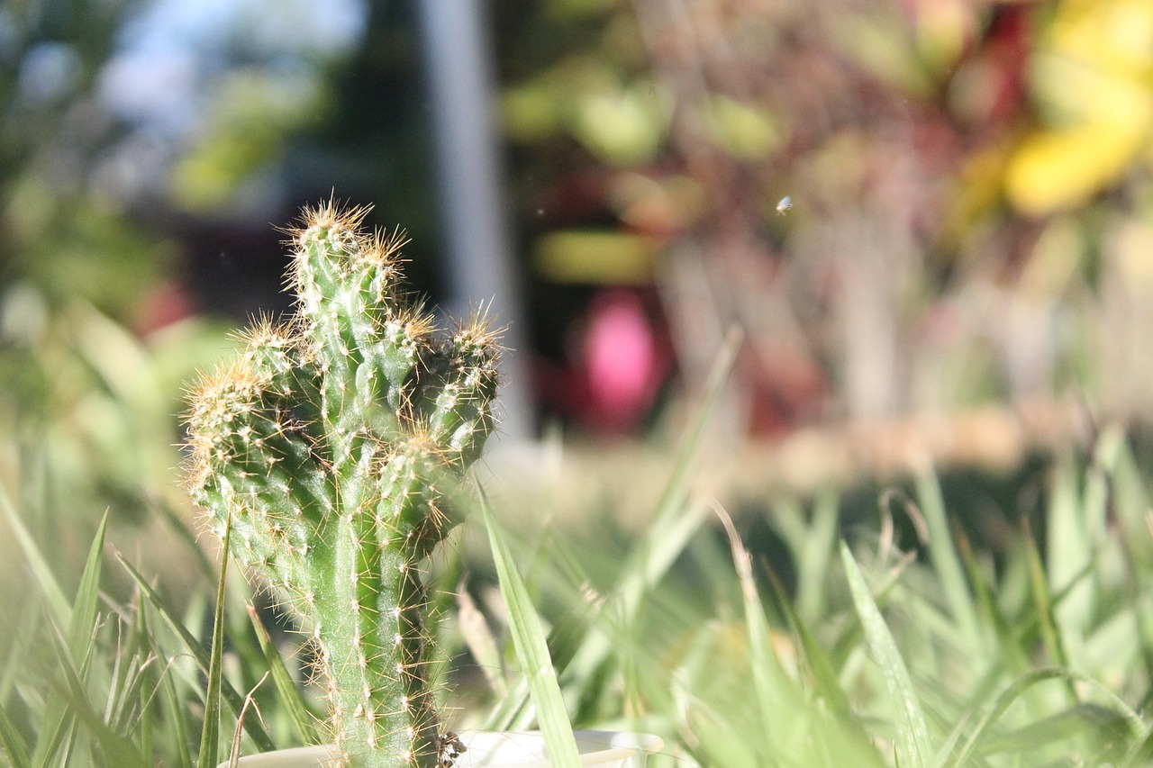 Image - cactus garden nature thorny