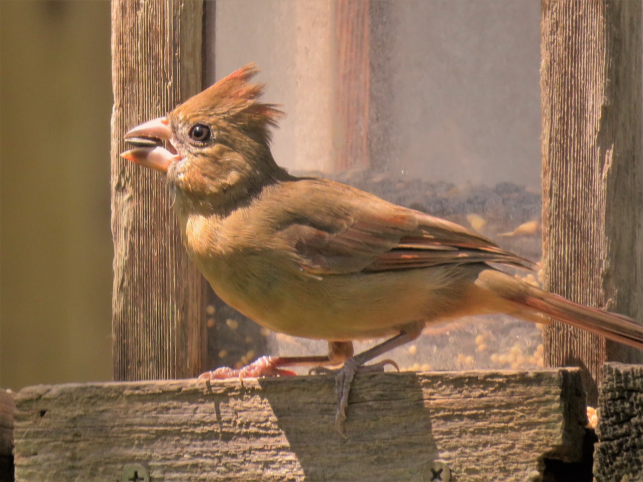 Image - bird close up wildlife sunset