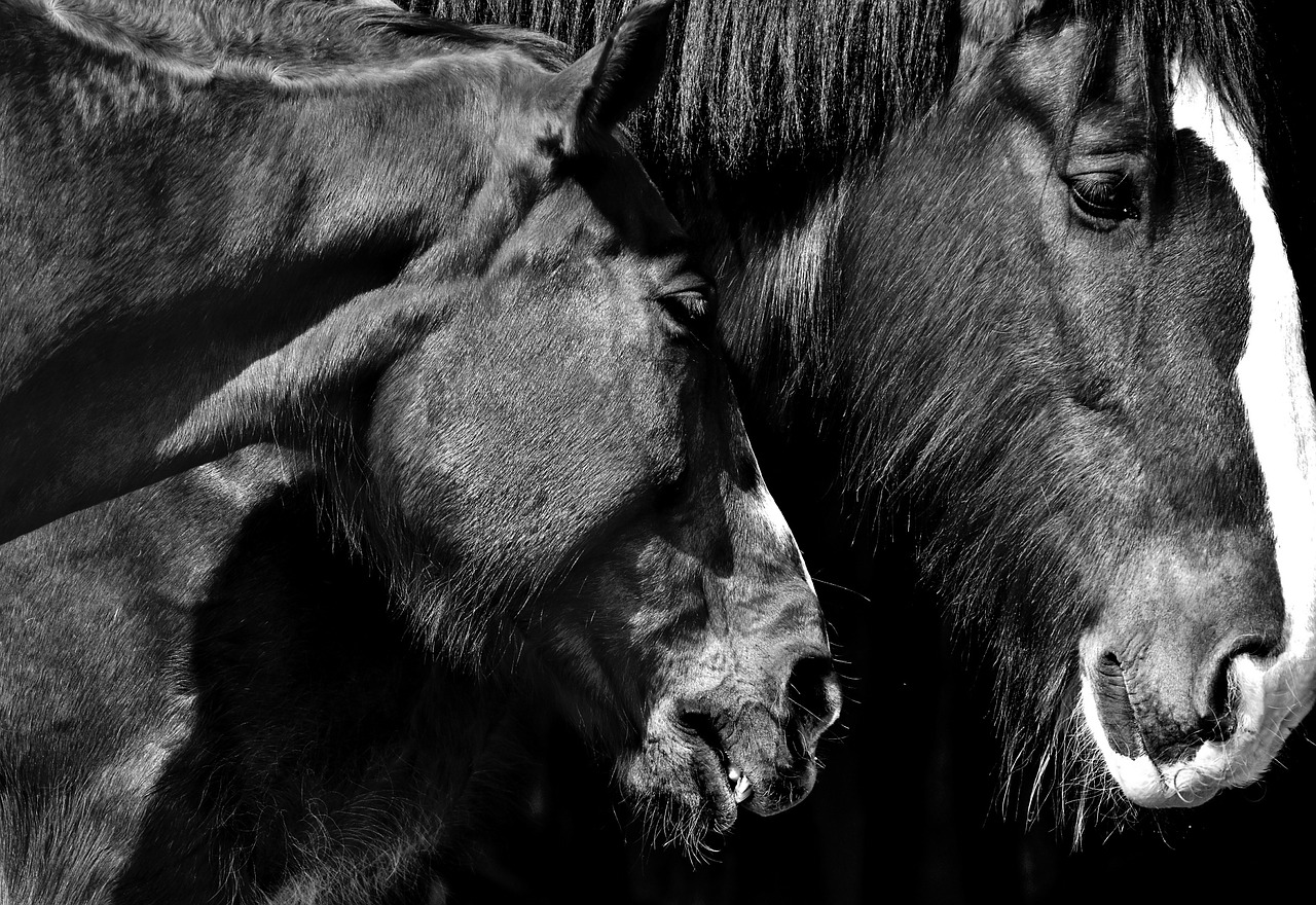 Image - horses friendship affection animals