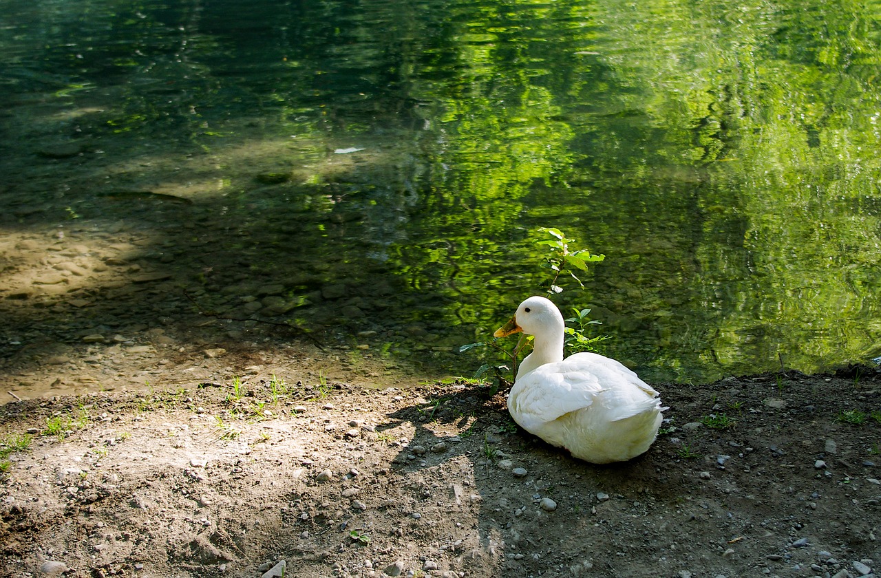 Image - duck anatidi birds feathers white