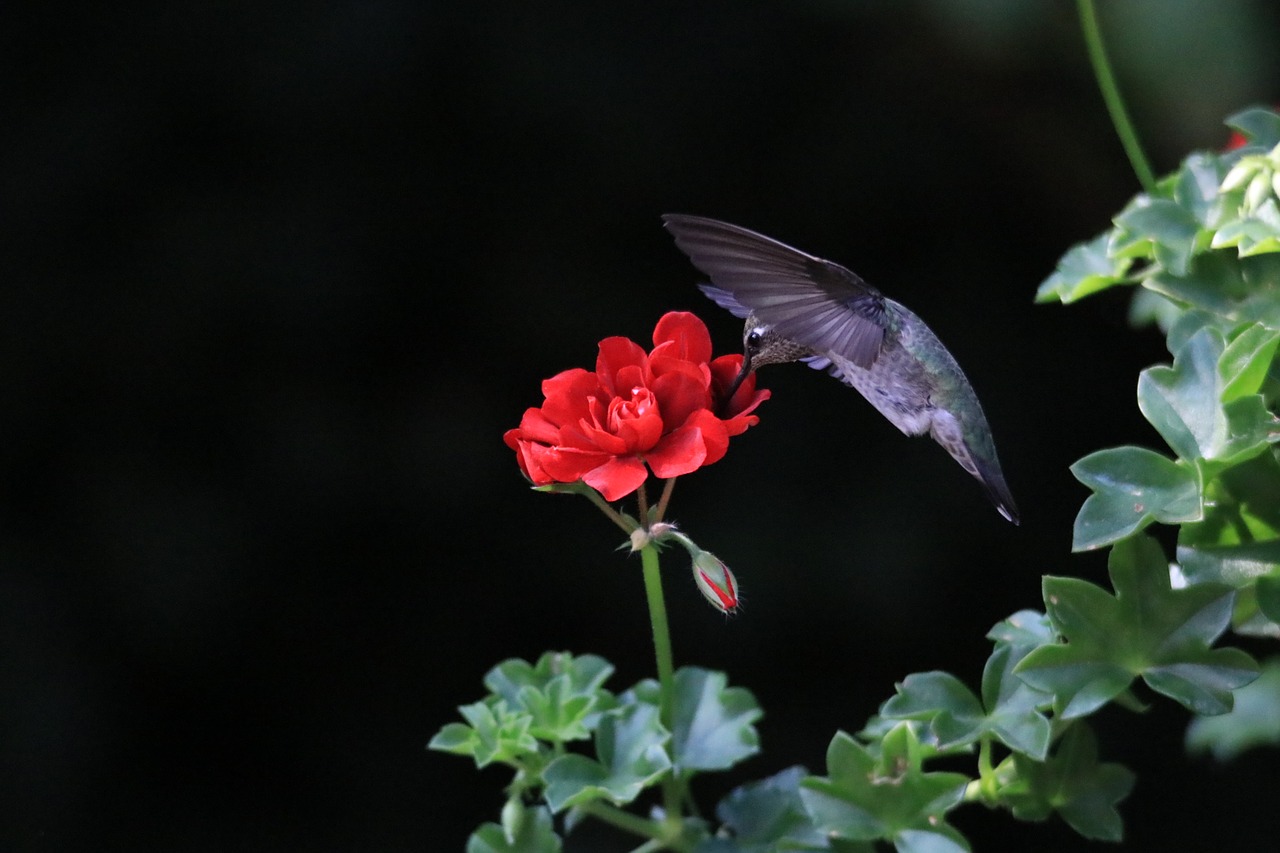 Image - hummingbird flower bird nature