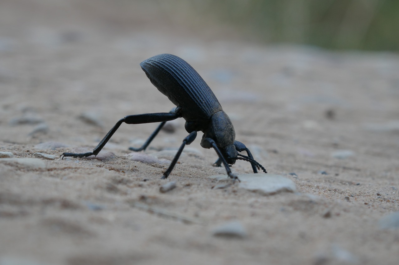 Image - bug insect nature macro rock