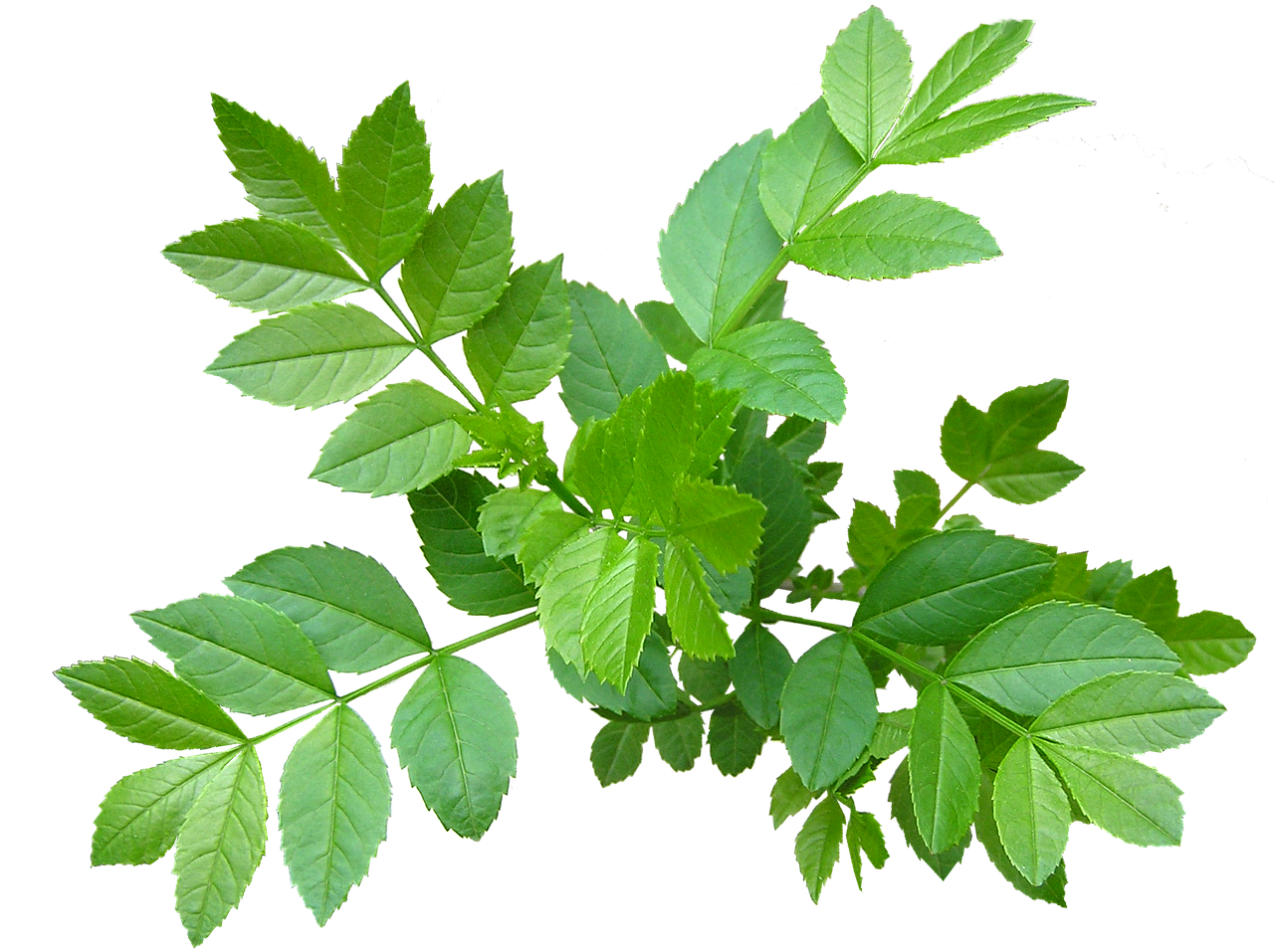 Image - leaves ash tree new shoots