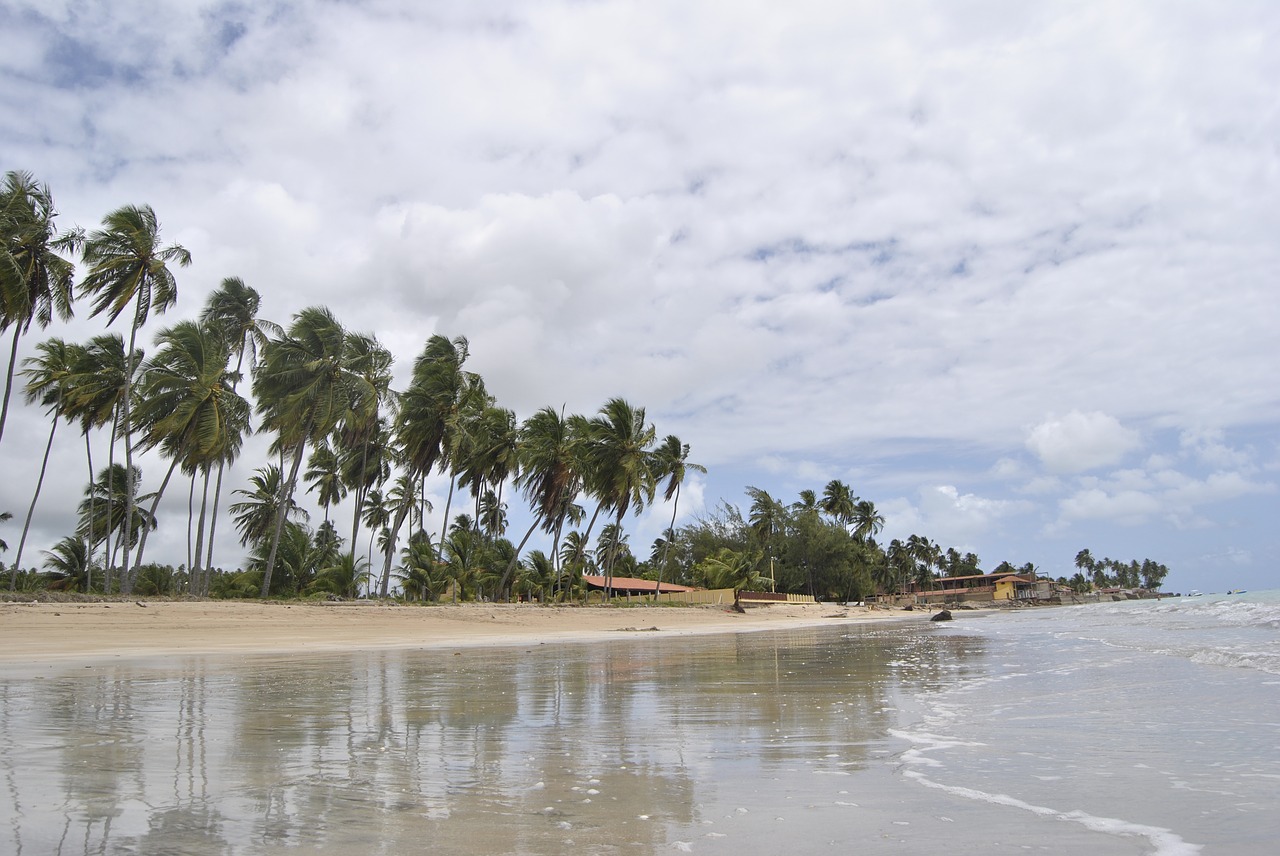 Image - coconut tree beach coconut palm