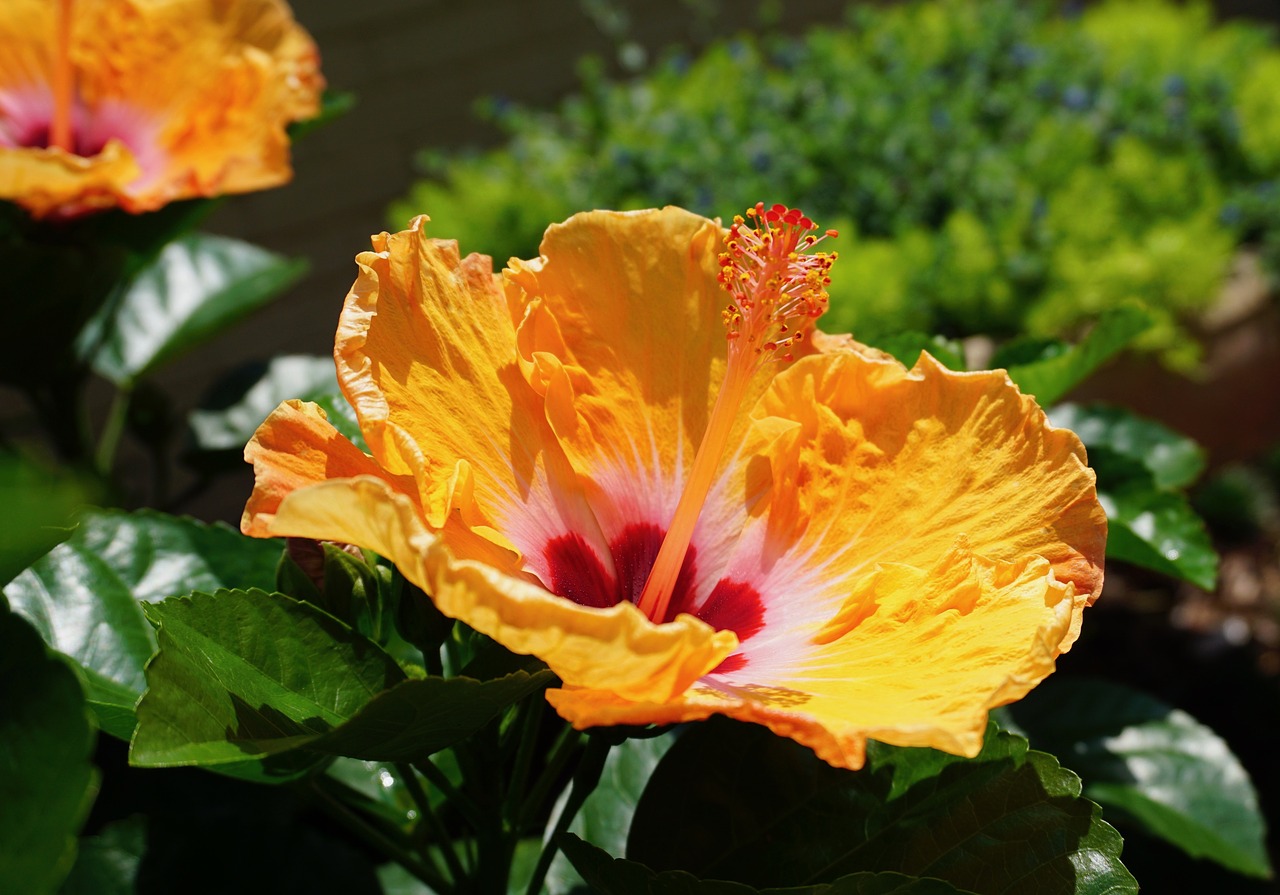 Image - louisiana flower hibiscus flowers