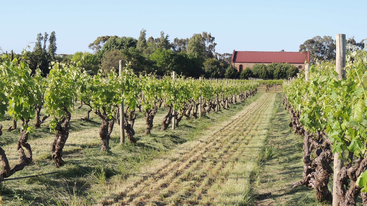 Image - vineyard wines fruit valley vine