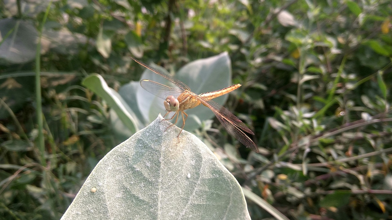 Image - dragonfly insect arthropoda bug