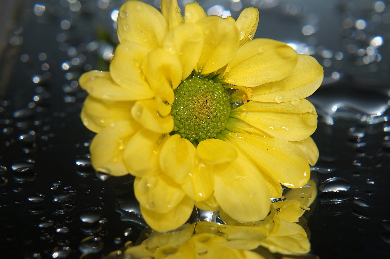 Image - chrysanthemum yellow flowers tansy