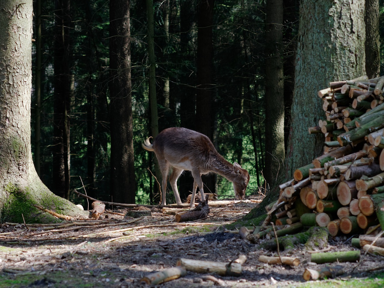 Image - roe deer forest animal wild nature