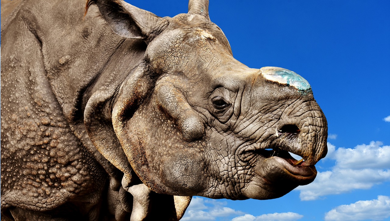 Image - rhino animal animal world pachyderm