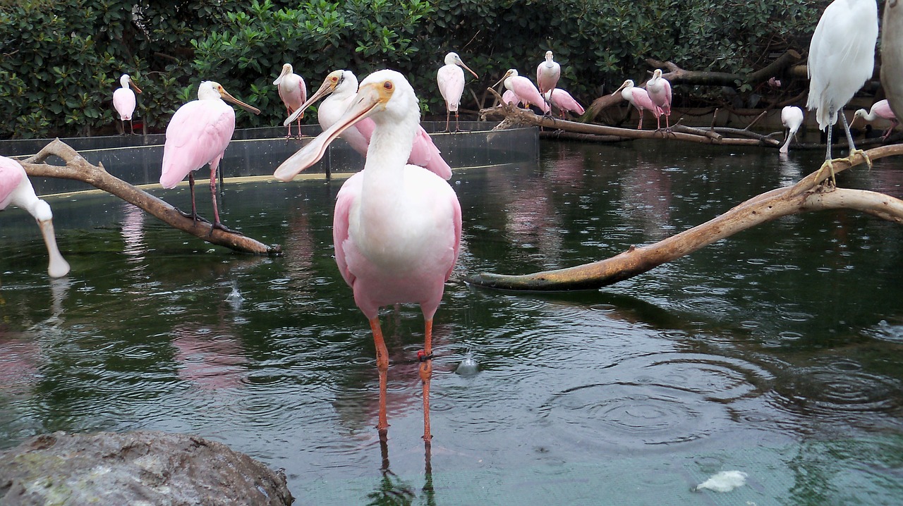 Image - flamingo zoo feather ali