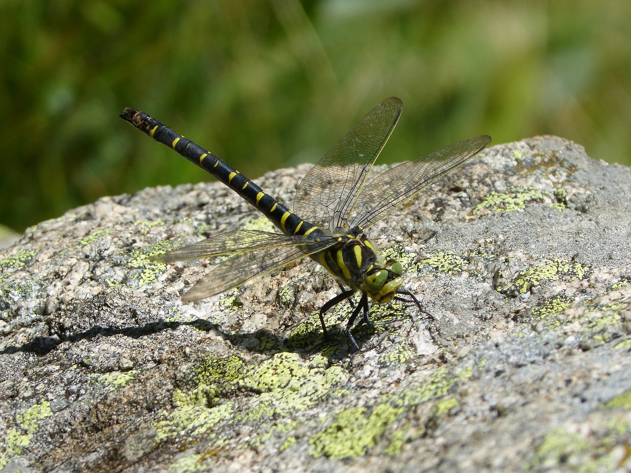 Image - dragonfly dragonfly tiger