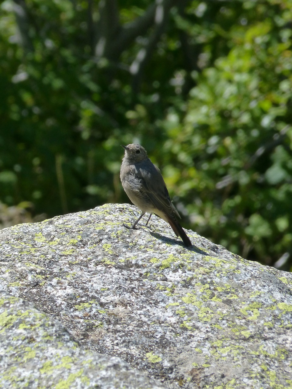 Image - black redstart bird rock lookout