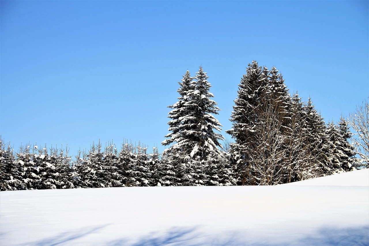 Image - winter trees snow landscape wintry
