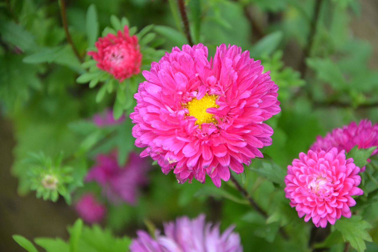 Image - flowers flower color pink nature
