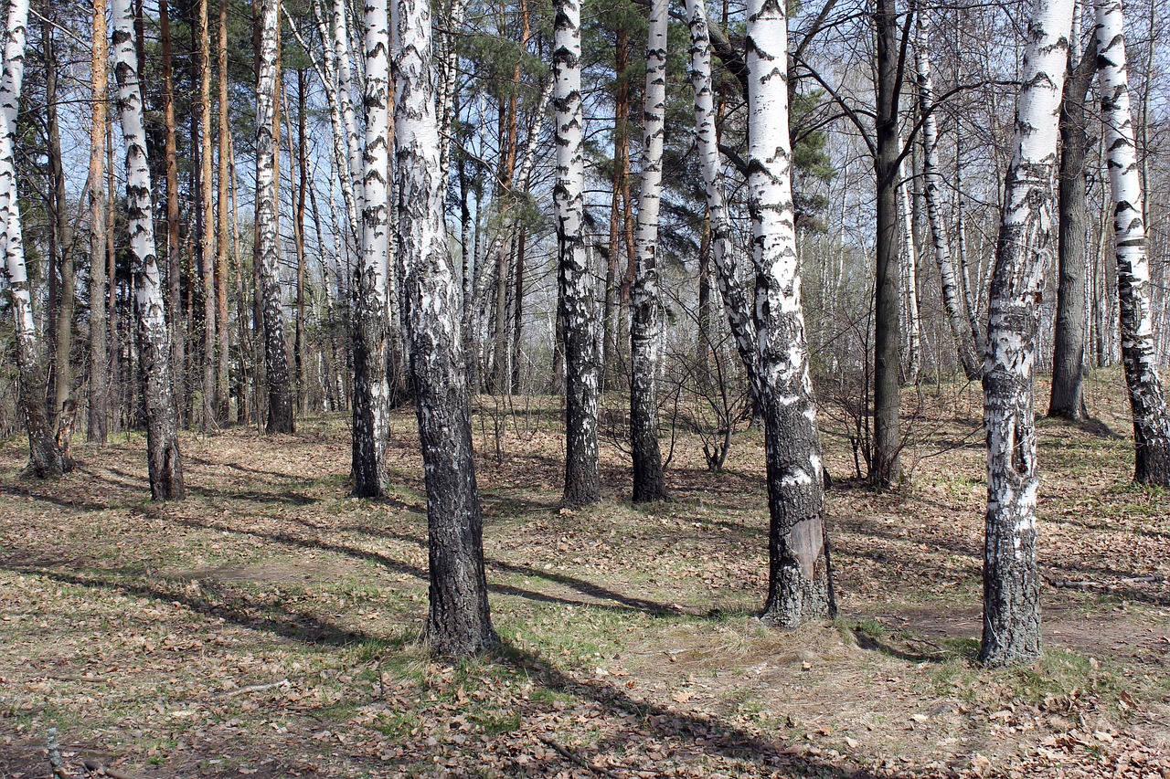 Image - forest nature birch spring