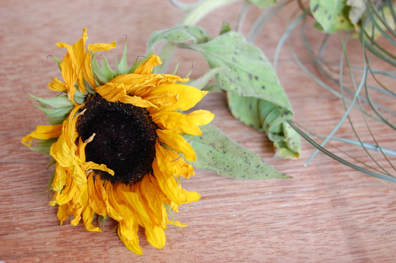 Image - sunflower flower wilted dying