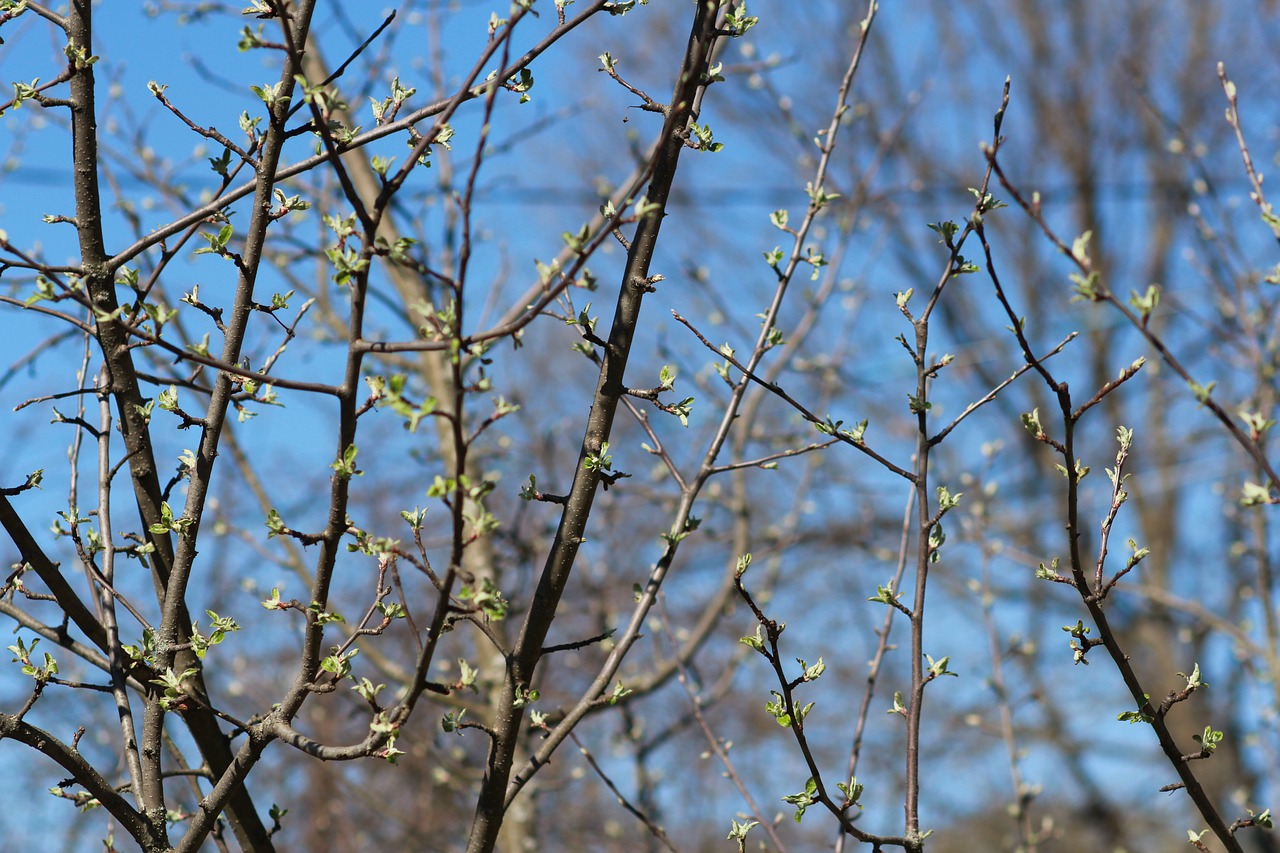 Image - spring kidney branch nature tree
