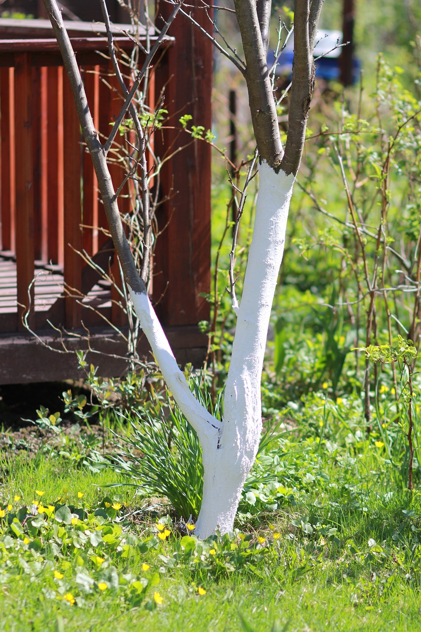 Image - spring whitewashing of trees