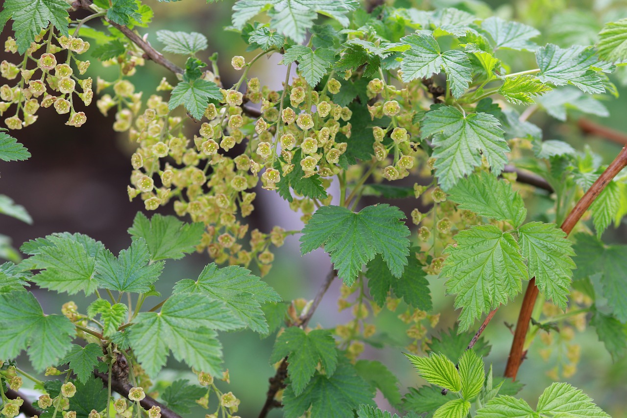 Image - spring currant nature green bloom