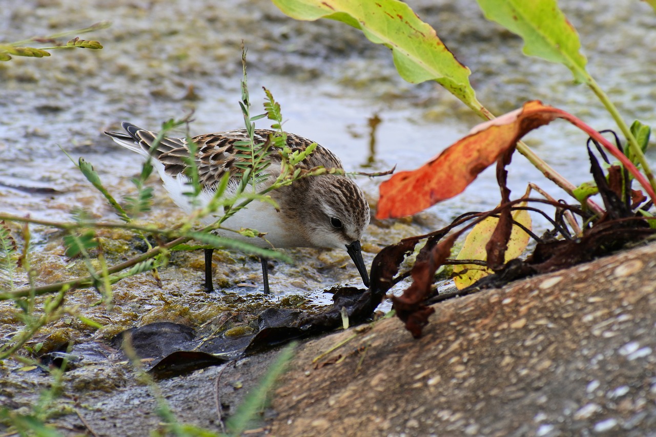 Image - animal waterside grass little bird