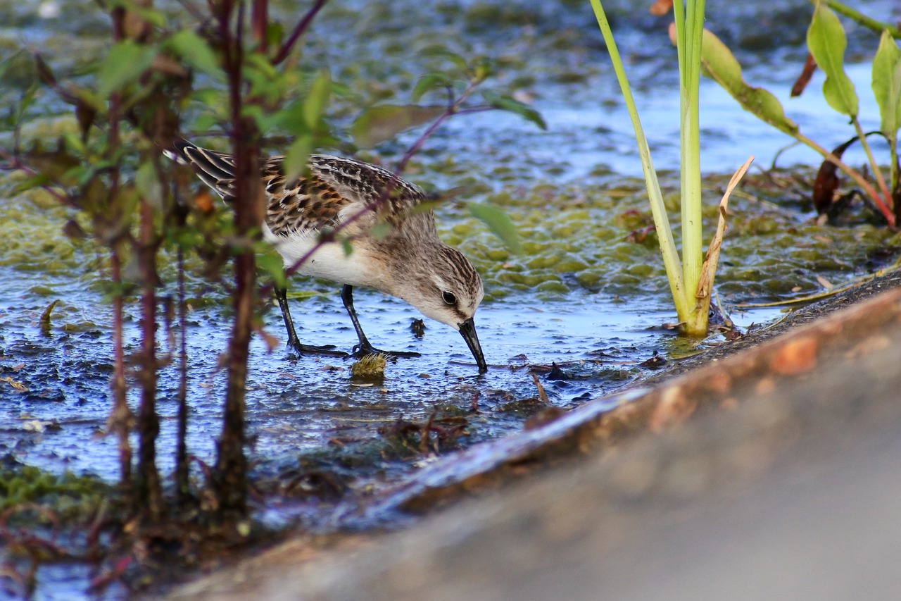 Image - animal river waterside grass