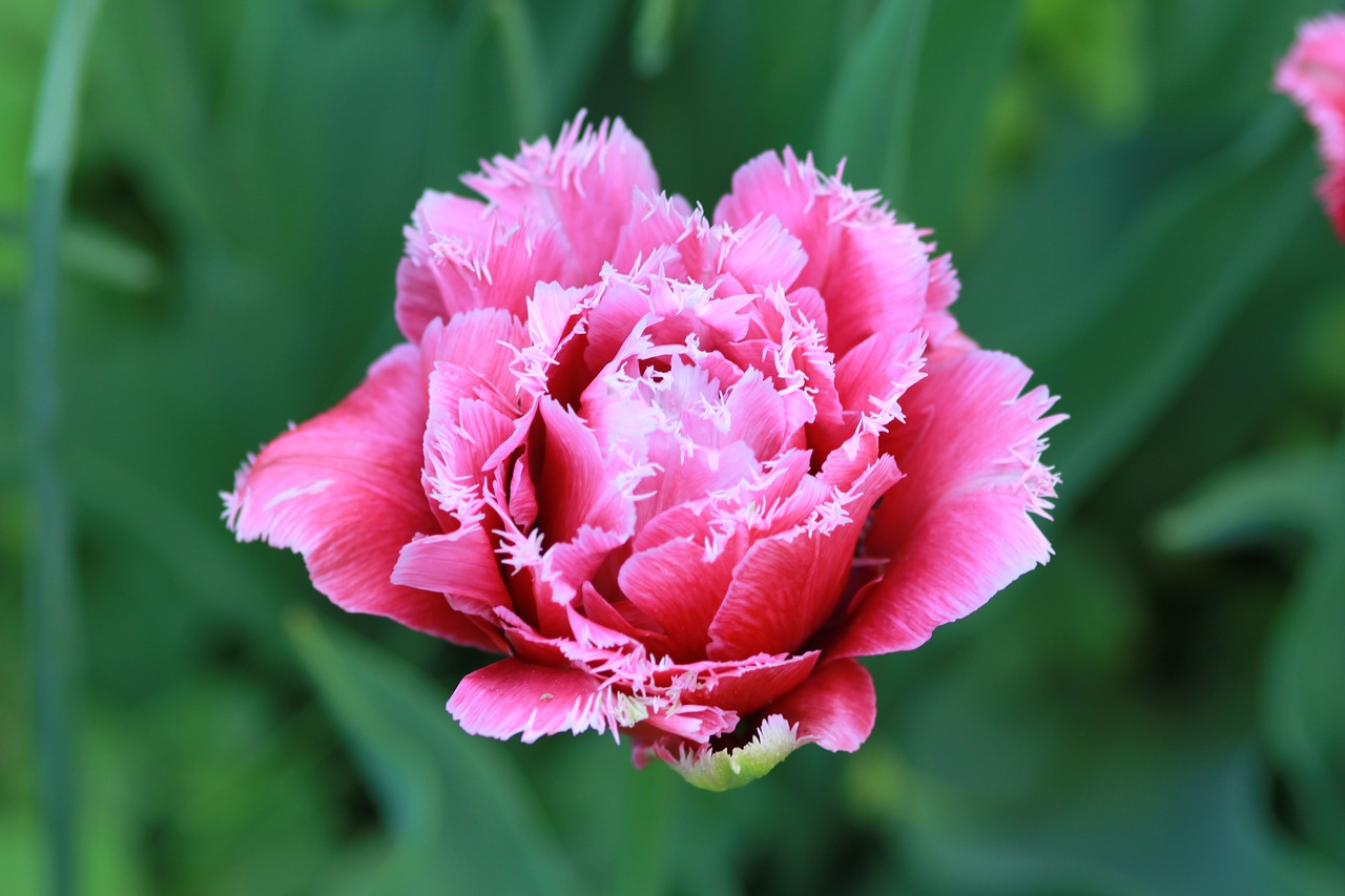 Image - tulip double tulip dutch