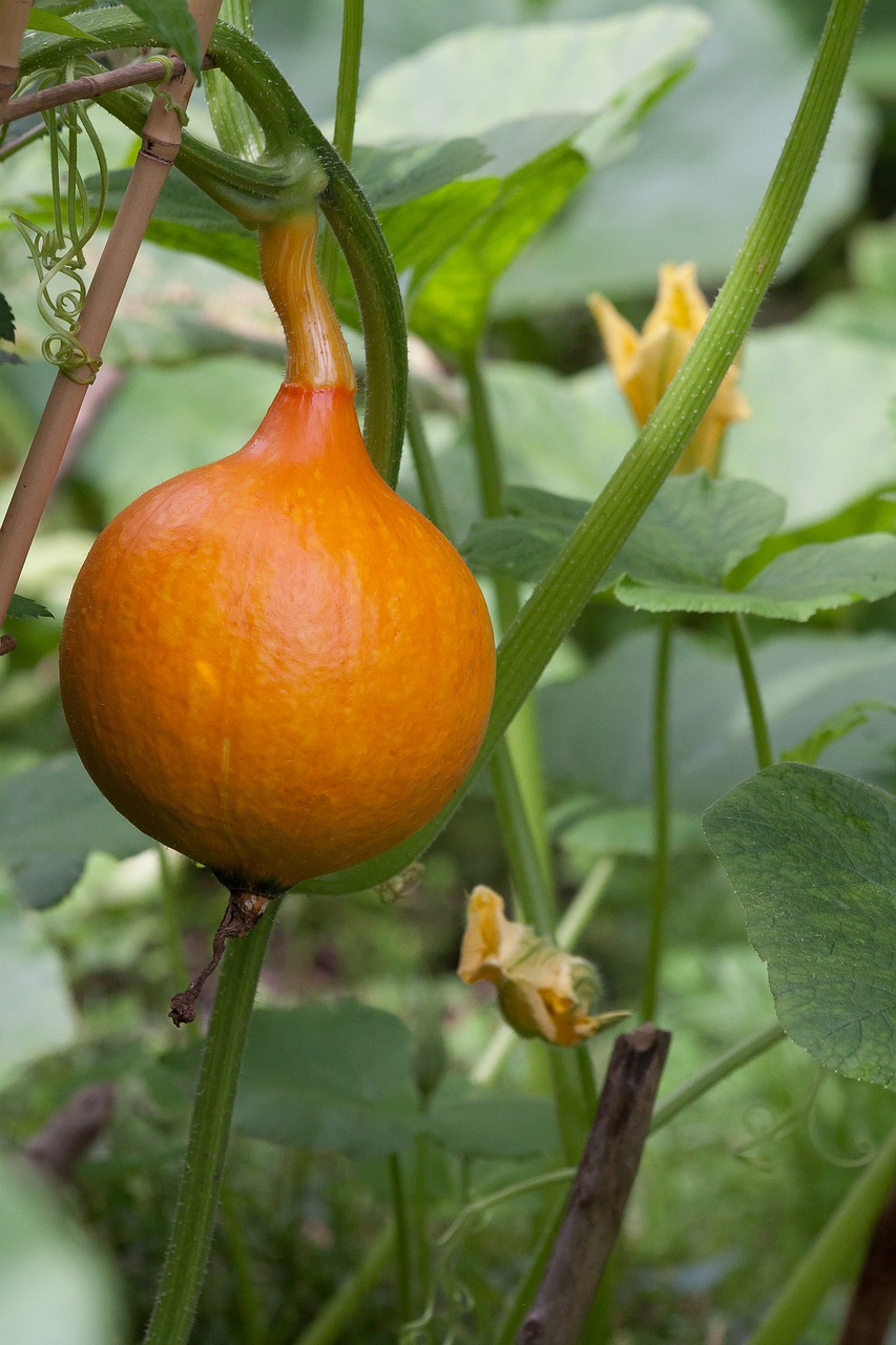 Image - pumpkin hokkaido vegetables garden