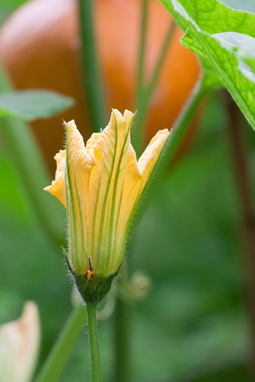 Image - pumpkin hokkaido vegetables garden