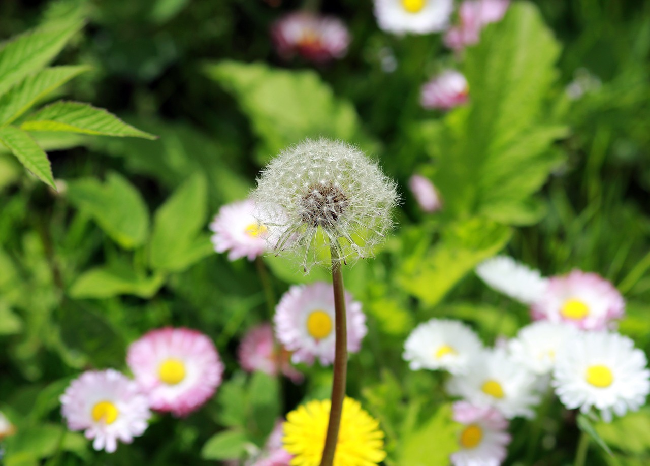 Image - dandelion spring nature flower