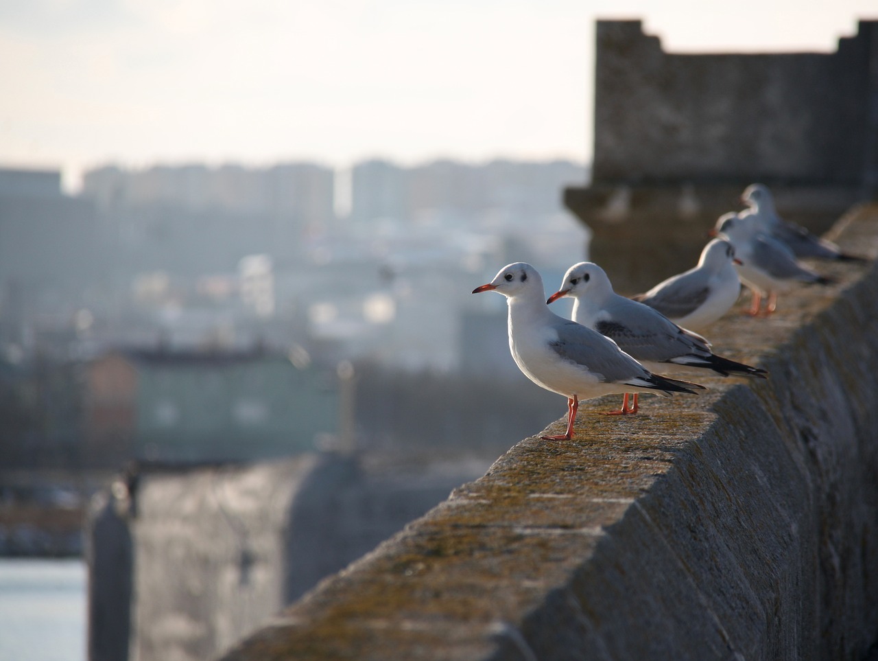 Image - seagull marine sadness istanbul