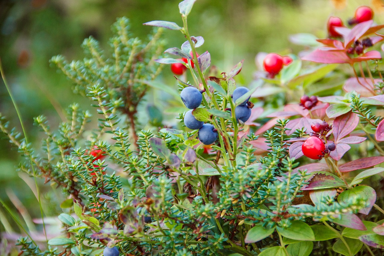 Image - forest nature the khibiny mountains