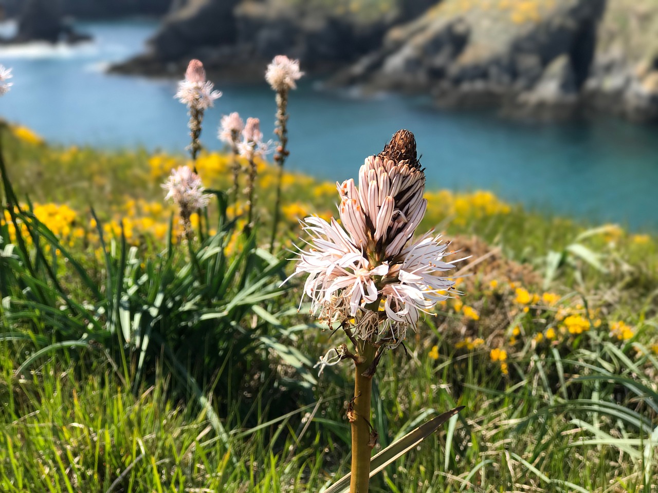 Image - france atlantic flower coast